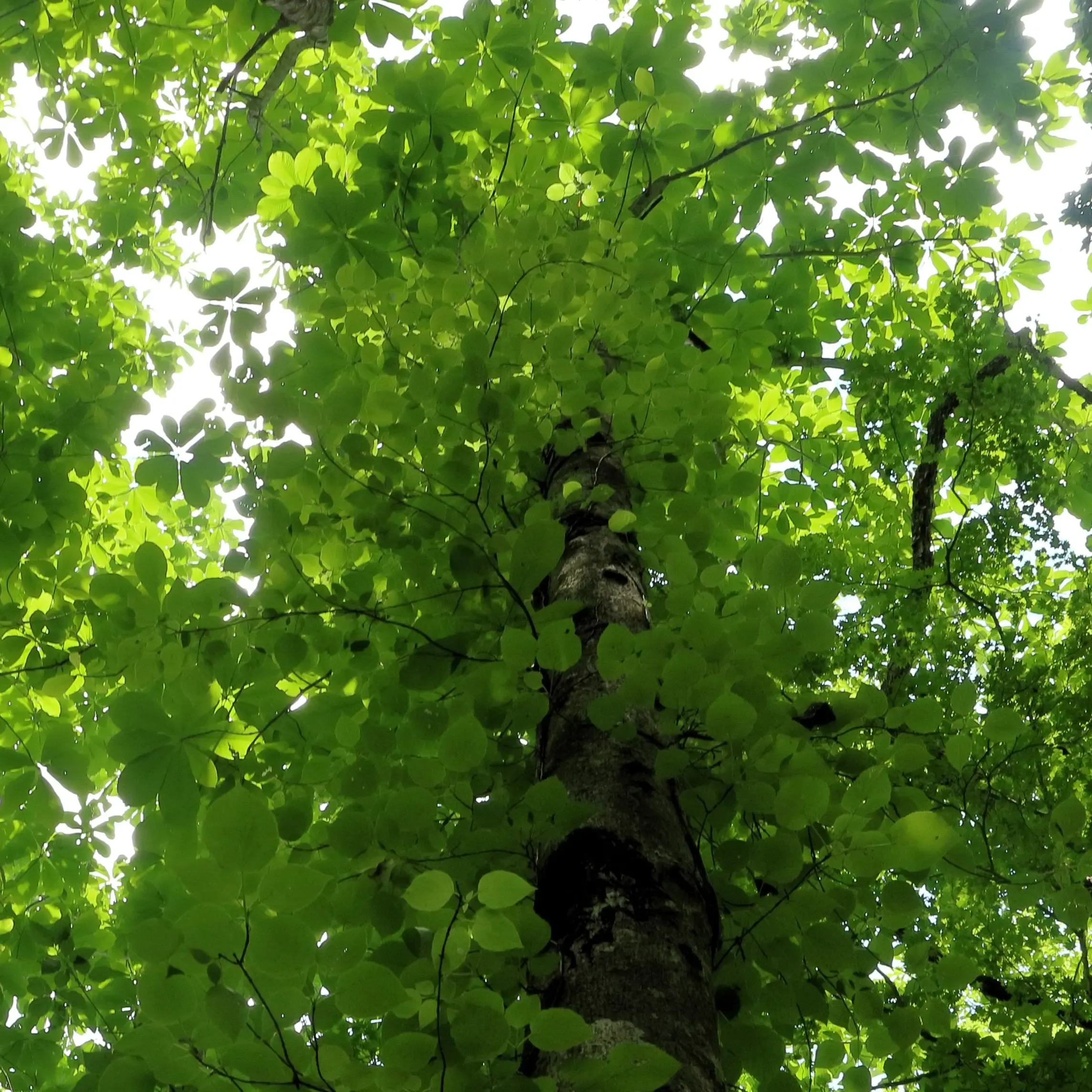  出典:Hida_00924.webp