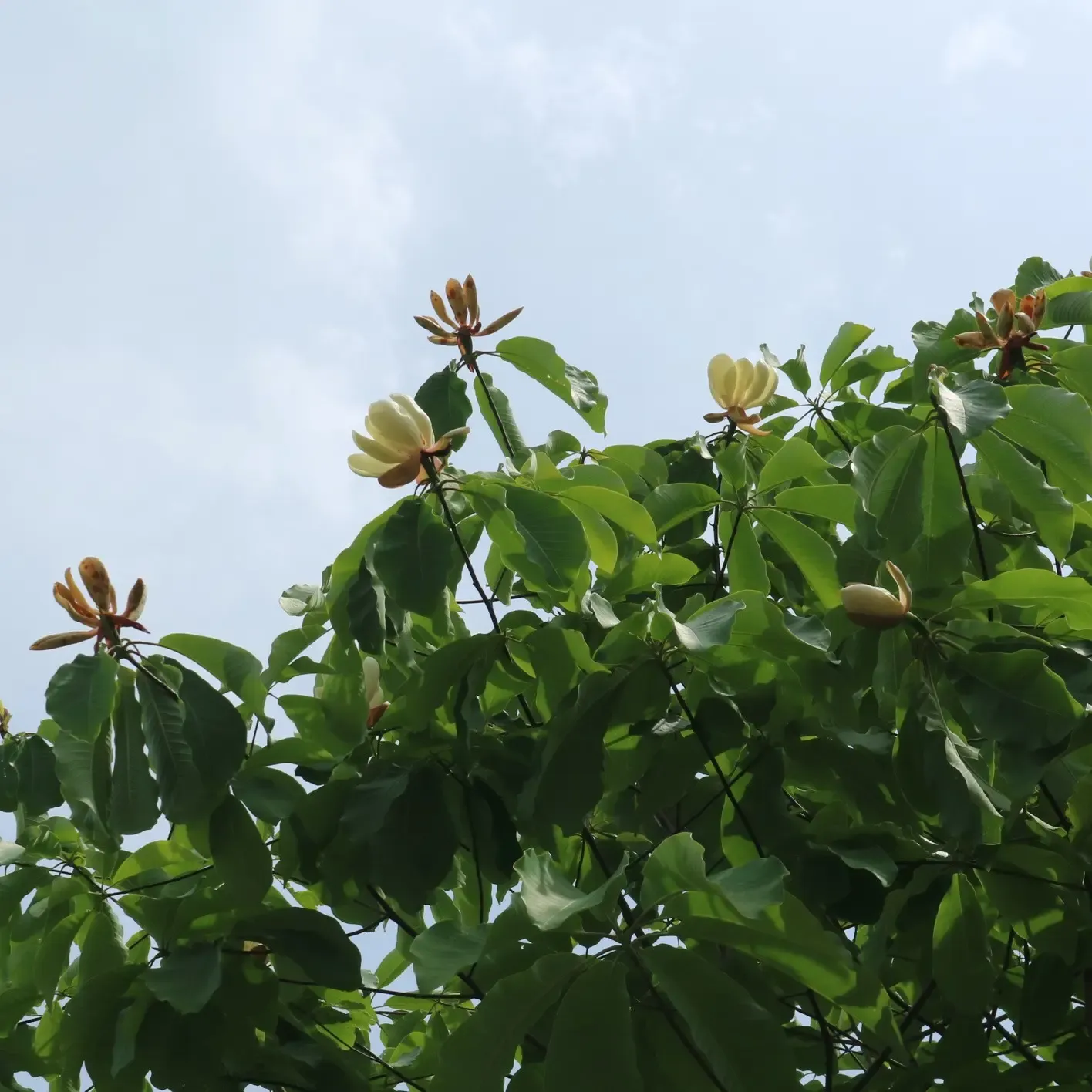 たくさんの樹冠上の花、てんでばらばらな咲き具合