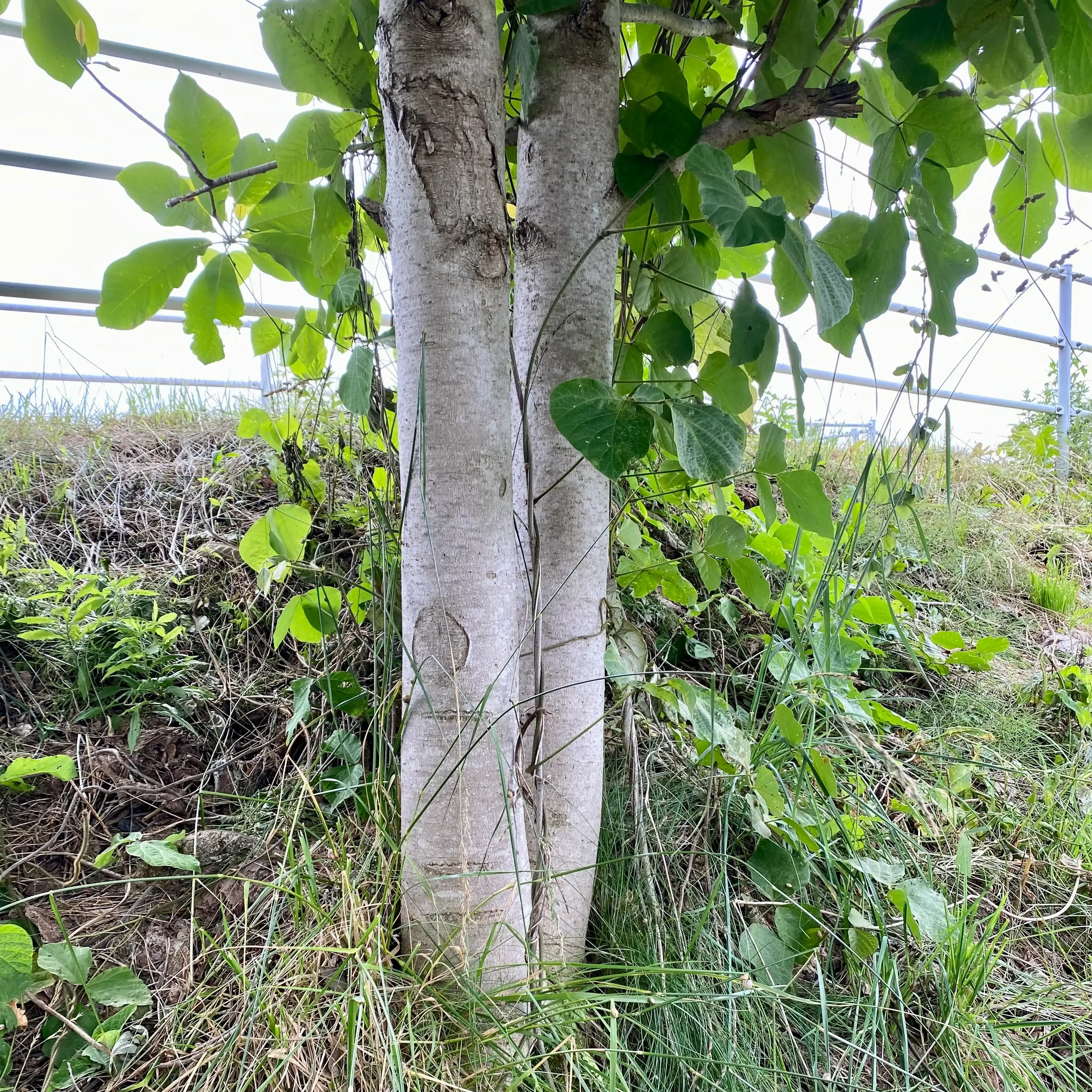  出典:IMG_8250__2024-06-27_15-18.webp