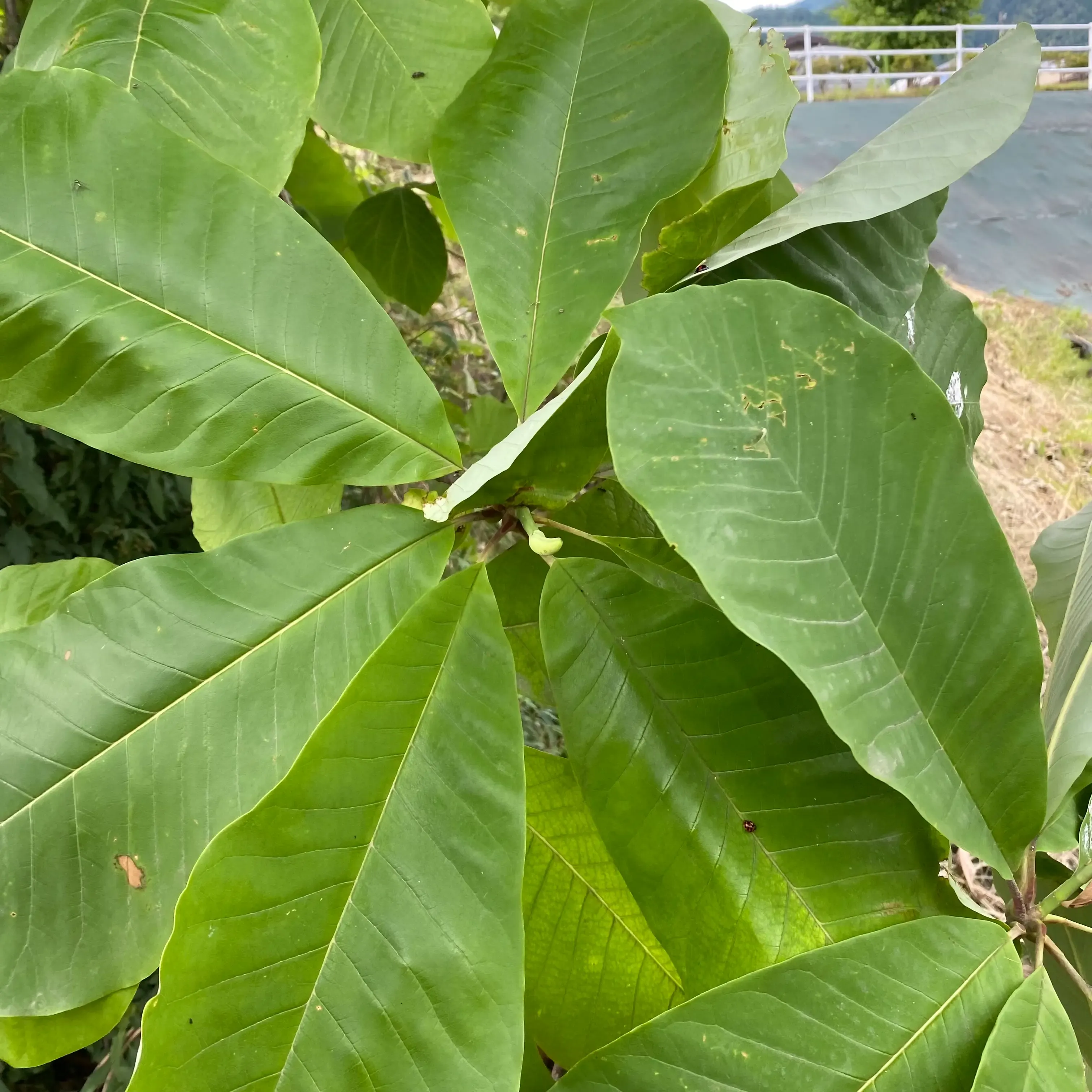  出典:IMG_8254__2024-06-27_15-20.webp