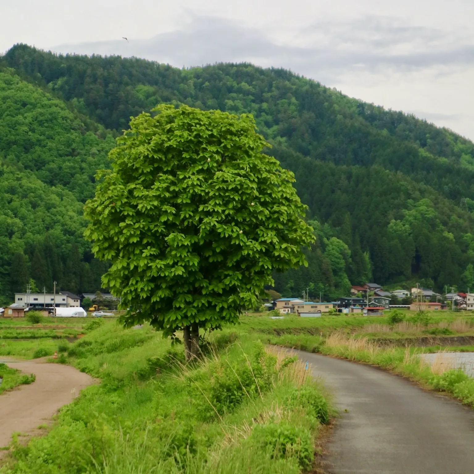 Hoonoki tree by the Miyagawa River