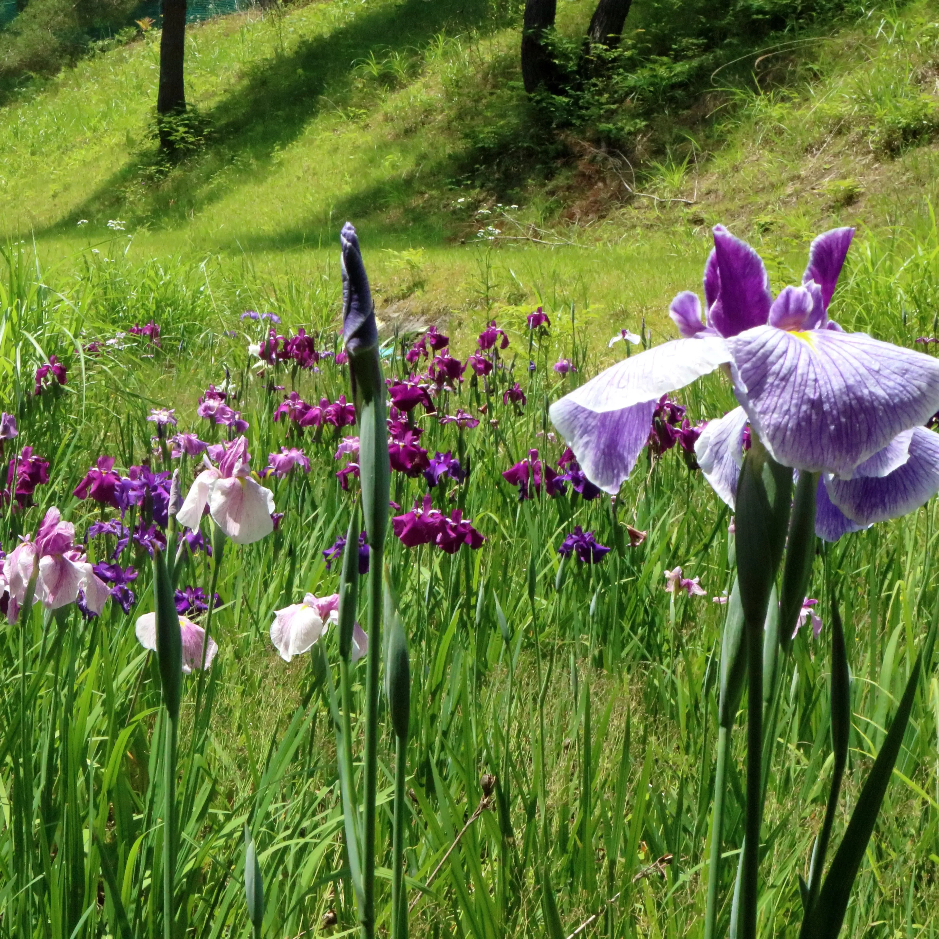  出典:Iris_Hida_00561.webp