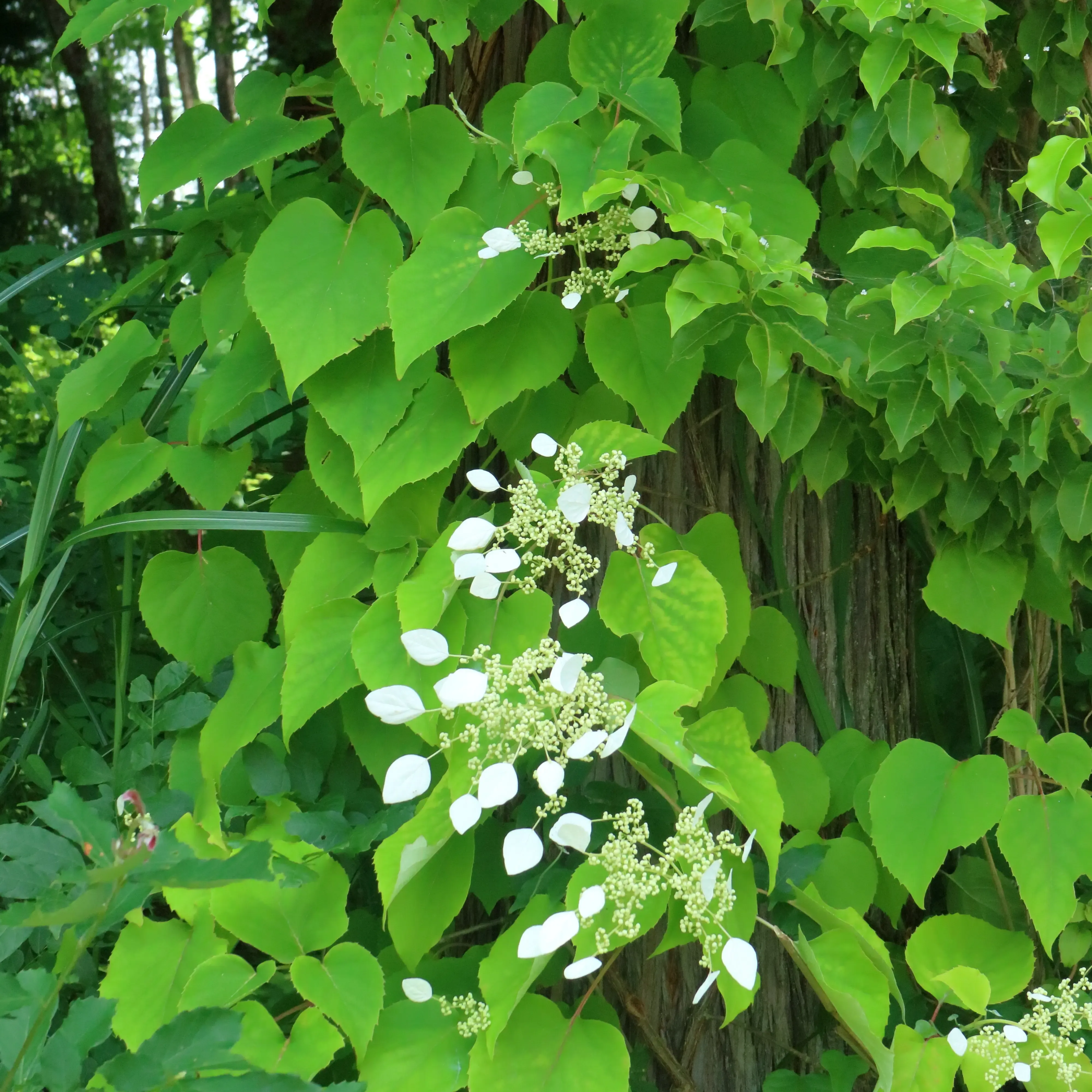  出典:Iwagarami_Hida_00573.webp
