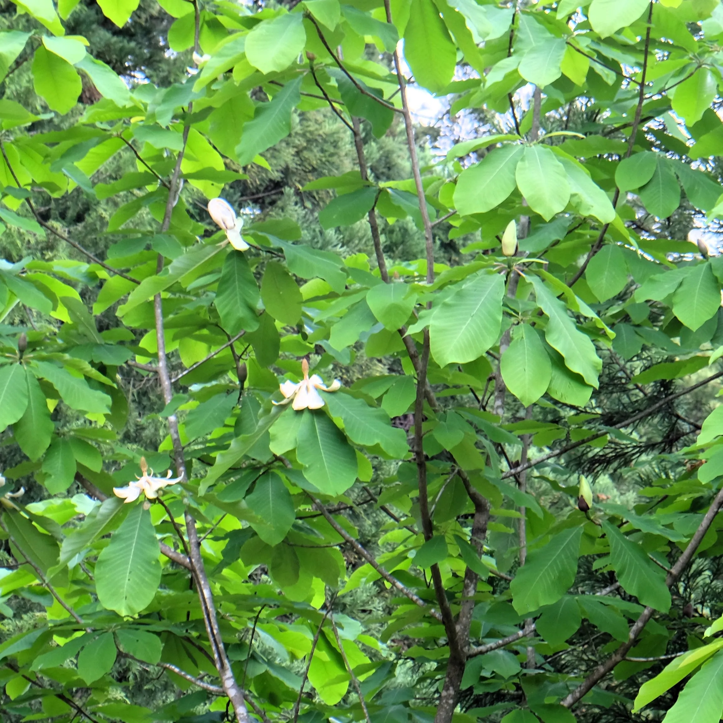Hoonoki tree with flowers in a forest